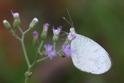 Leptosia nina nina (Psyche).JPG